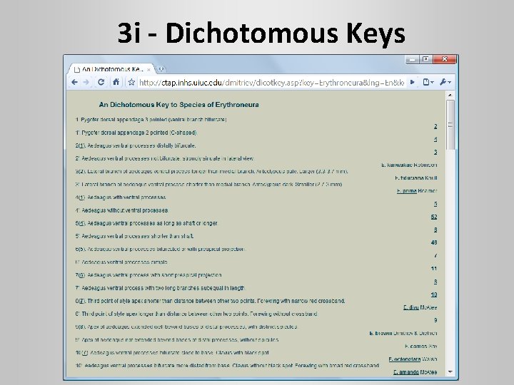 3 i - Dichotomous Keys 