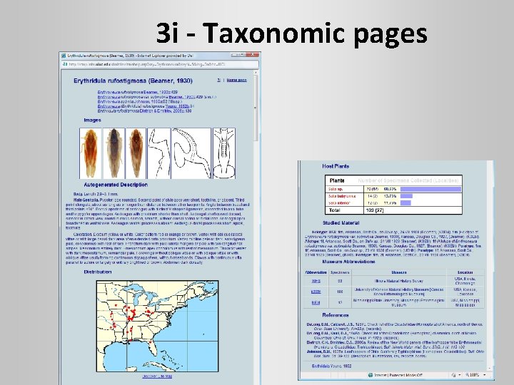 3 i - Taxonomic pages 