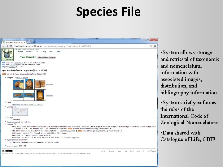 Species File • System allows storage and retrieval of taxonomic and nomenclatural information with