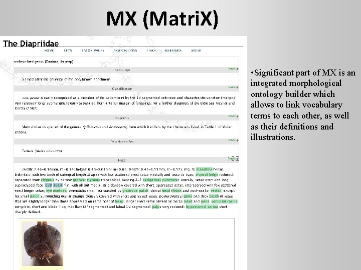 MX (Matri. X) • Significant part of MX is an integrated morphological ontology builder