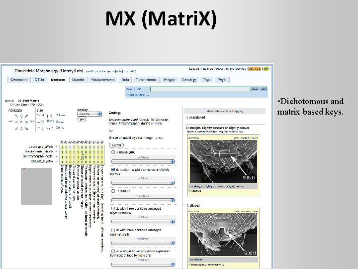 MX (Matri. X) • Dichotomous and matrix based keys. 