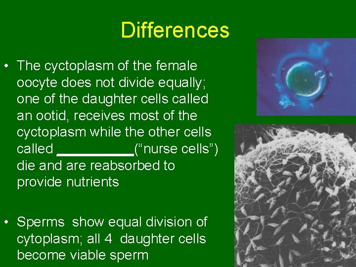 Differences • The cyctoplasm of the female oocyte does not divide equally; one of