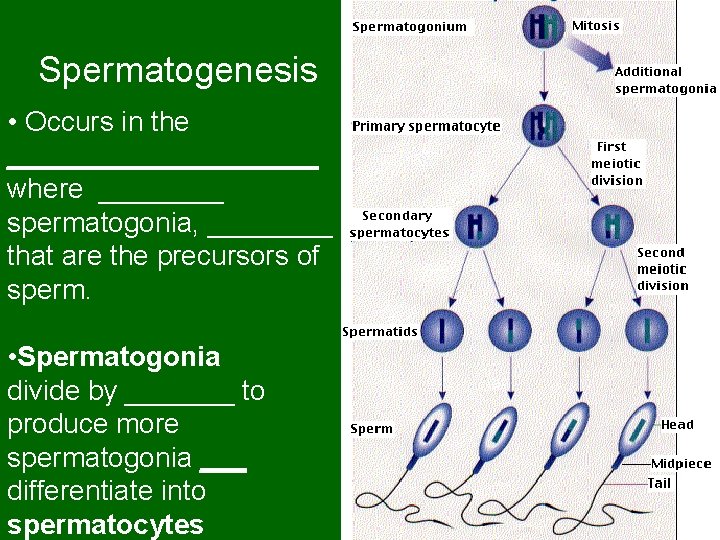 Spermatogenesis • Occurs in the __________ where ____ spermatogonia, ____ that are the precursors