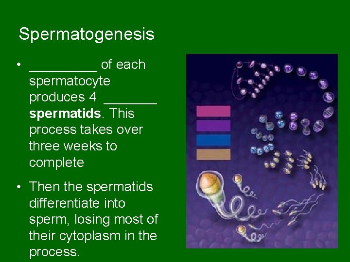 Spermatogenesis • _____ of each spermatocyte produces 4 _______ spermatids. This process takes over