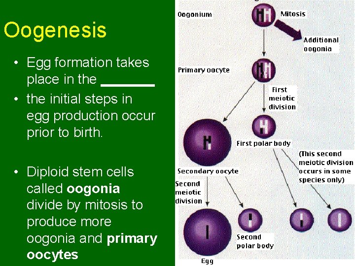 Oogenesis • Egg formation takes place in the _______ • the initial steps in