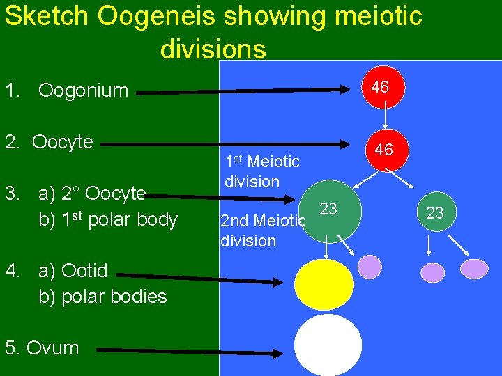 Sketch Oogeneis showing meiotic divisions 46 1. Oogonium 2. Oocyte 3. a) 2° Oocyte