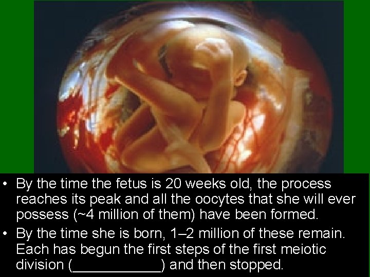 • By the time the fetus is 20 weeks old, the process reaches  • By the time the fetus is 20 weeks old, the process reaches