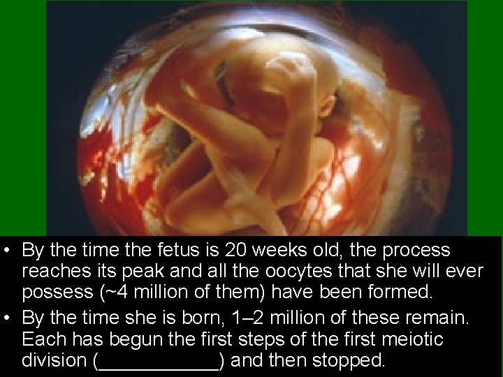  • By the time the fetus is 20 weeks old, the process reaches