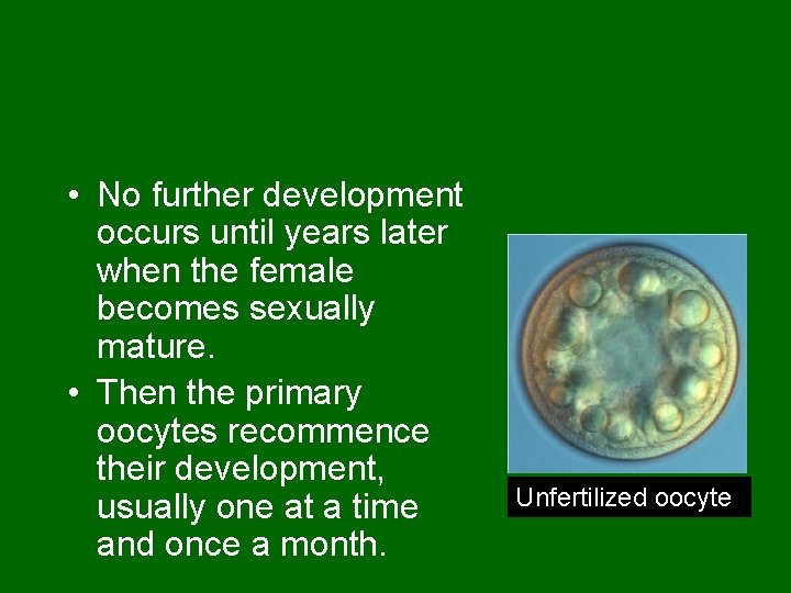  • No further development occurs until years later when the female becomes sexually