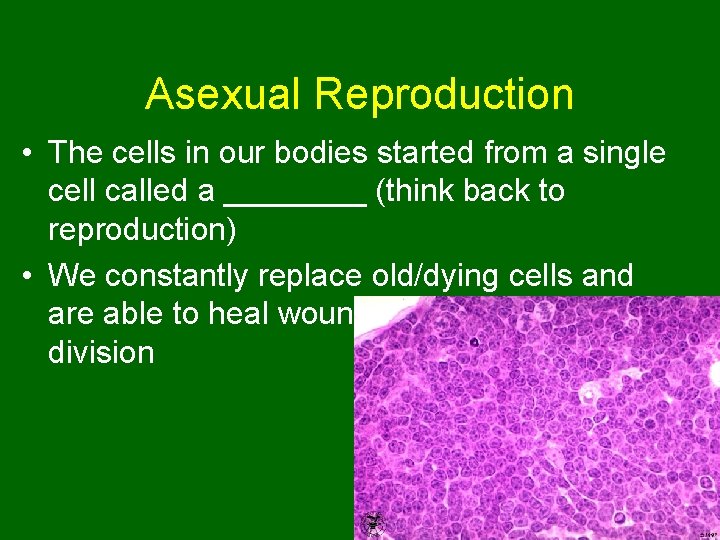 Asexual Reproduction • The cells in our bodies started from a single cell called