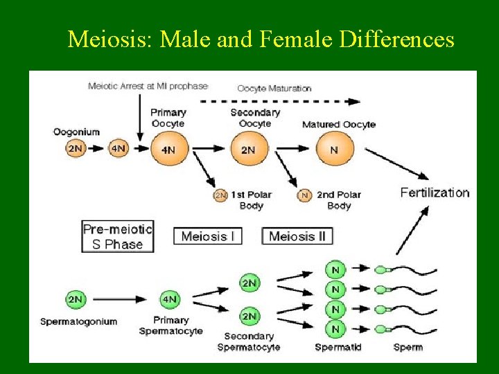 Meiosis: Male and Female Differences  Meiosis: Male and Female Differences
