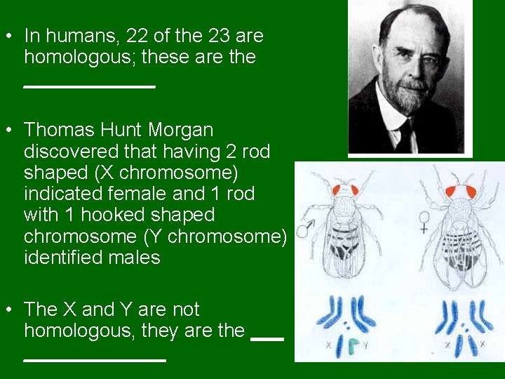 • In humans, 22 of the 23 are homologous; these are the ______  • In humans, 22 of the 23 are homologous; these are the ______