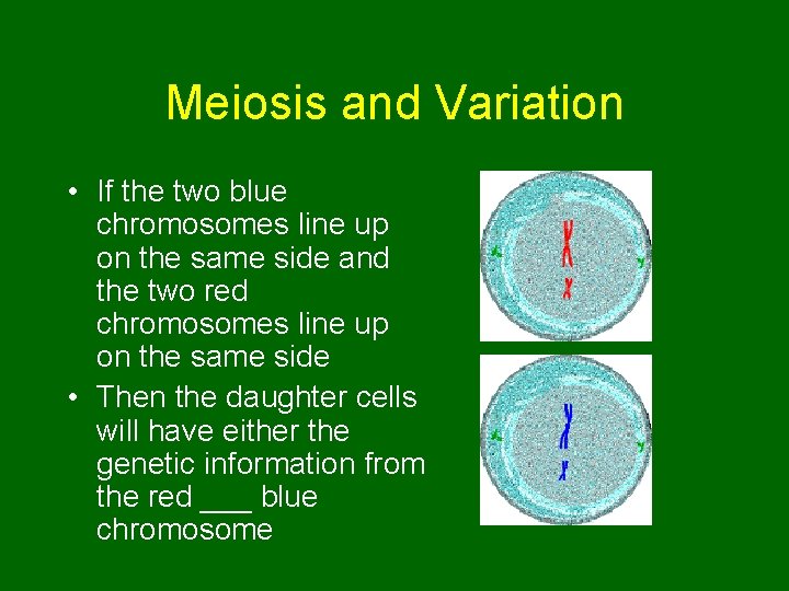 Meiosis and Variation • If the two blue chromosomes line up on the same