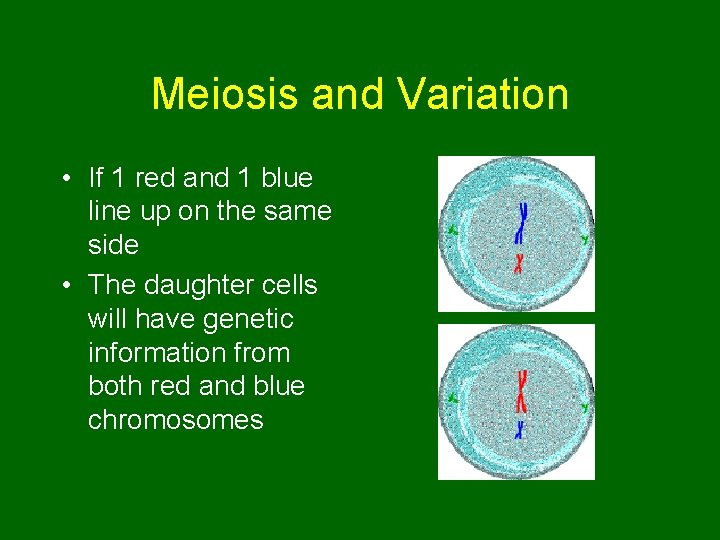 Meiosis and Variation • If 1 red and 1 blue line up on the
