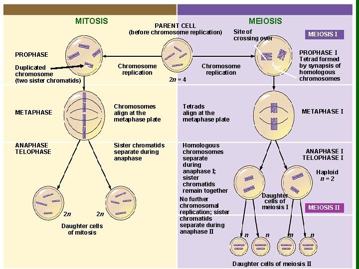 MITOSIS PARENT CELL (before chromosome replication) MEIOSIS Site of crossing over MEIOSIS I PROPHASE