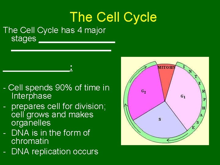 The Cell Cycle has 4 major stages _____________________: - Cell spends 90% of time The Cell Cycle has 4 major stages _____________________: - Cell spends 90% of time