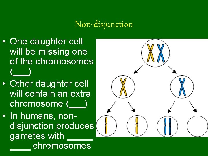 Non-disjunction • One daughter cell will be missing one of the chromosomes (___) • Non-disjunction • One daughter cell will be missing one of the chromosomes (___) •