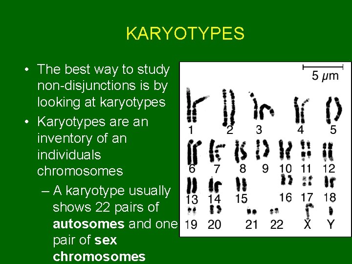 KARYOTYPES • The best way to study non-disjunctions is by looking at karyotypes •