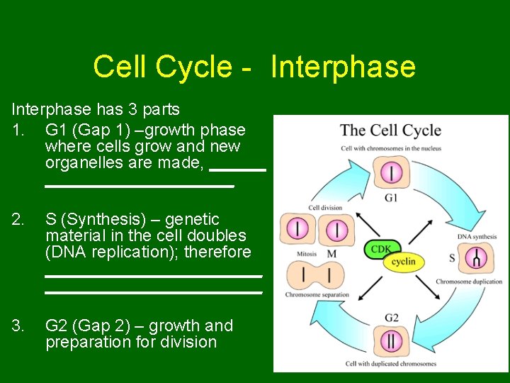 Cell Cycle - Interphase has 3 parts 1. G 1 (Gap 1) –growth phase