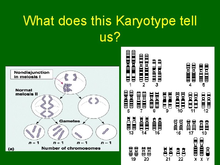 What does this Karyotype tell us?  What does this Karyotype tell us?