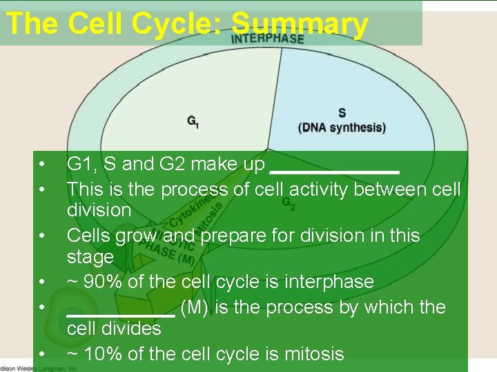 The Cell Cycle: Summary • • • G 1, S and G 2 make The Cell Cycle: Summary • • • G 1, S and G 2 make