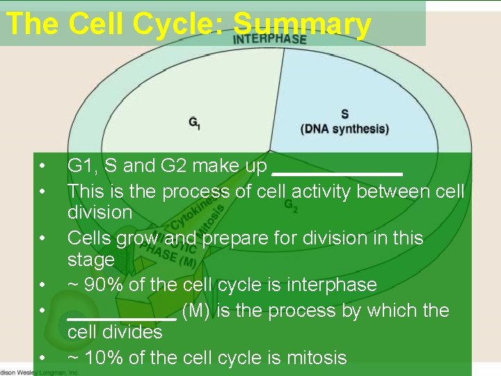 The Cell Cycle: Summary • • • G 1, S and G 2 make