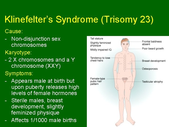 Klinefelter’s Syndrome (Trisomy 23) Cause: - Non-disjunction sex chromosomes Karyotype: - 2 X chromosomes Klinefelter’s Syndrome (Trisomy 23) Cause: - Non-disjunction sex chromosomes Karyotype: - 2 X chromosomes