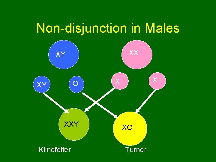Non-disjunction in Males XX XY O XY XXY Klinefelter X X XO Turner 