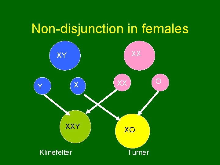 Non-disjunction in females XX XY X Y XXY Klinefelter O XX XO Turner 