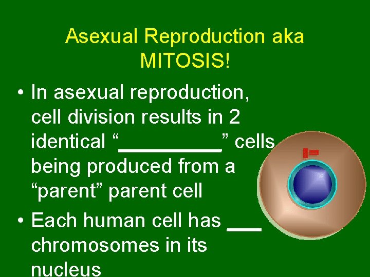 Asexual Reproduction aka MITOSIS! • In asexual reproduction, cell division results in 2 identical Asexual Reproduction aka MITOSIS! • In asexual reproduction, cell division results in 2 identical
