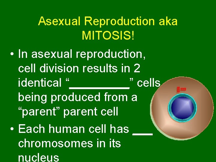 Asexual Reproduction aka MITOSIS! • In asexual reproduction, cell division results in 2 identical