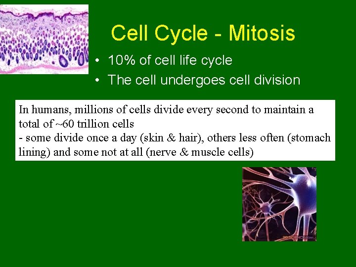 Cell Cycle - Mitosis • 10% of cell life cycle • The cell undergoes
