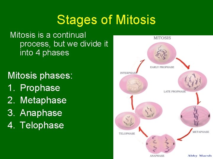 Stages of Mitosis is a continual process, but we divide it into 4 phases Stages of Mitosis is a continual process, but we divide it into 4 phases