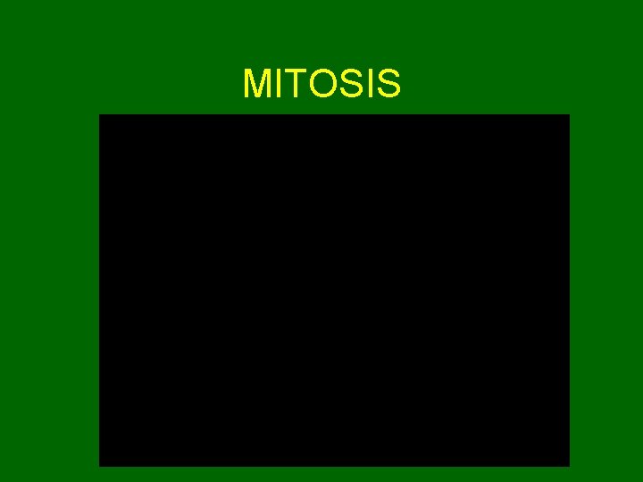 MITOSIS 