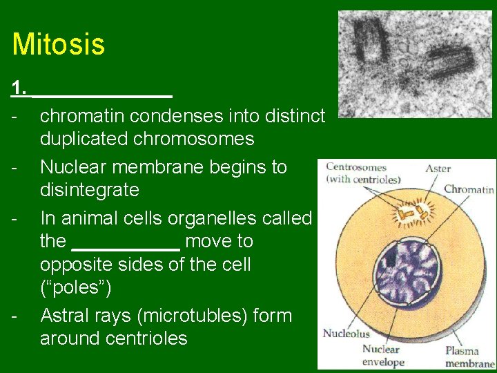 Mitosis 1. _______ - chromatin condenses into distinct duplicated chromosomes - Nuclear membrane begins Mitosis 1. _______ - chromatin condenses into distinct duplicated chromosomes - Nuclear membrane begins