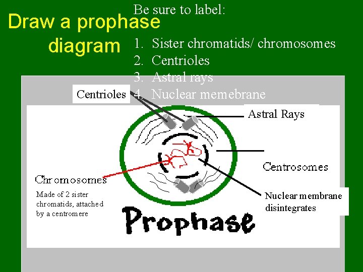 Be sure to label: Draw a prophase diagram 1. Sister chromatids/ chromosomes 2. Centrioles