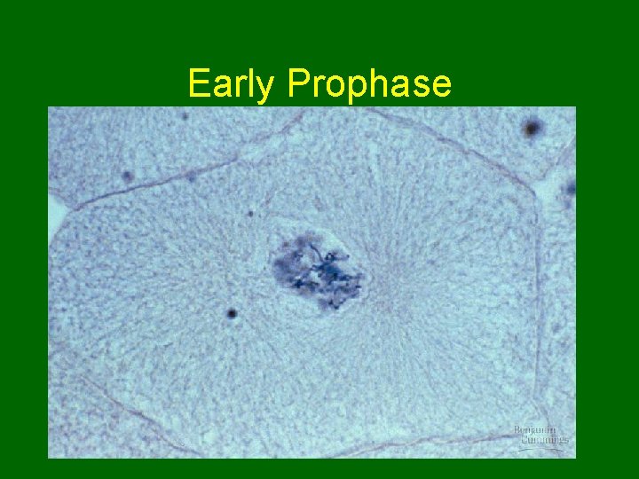 Early Prophase  Early Prophase