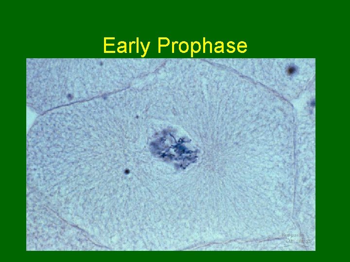 Early Prophase 