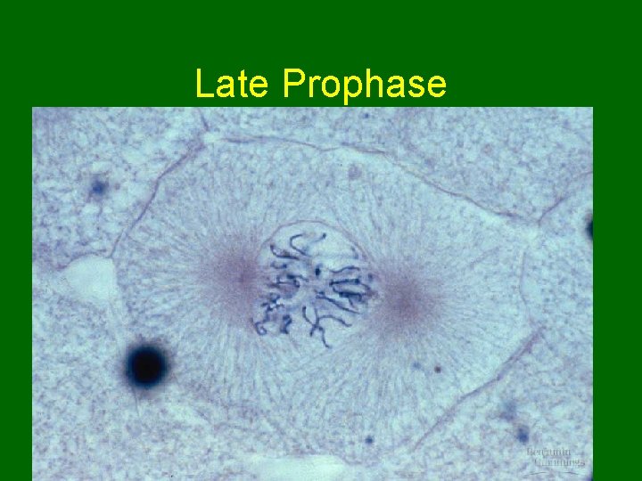 Late Prophase  Late Prophase