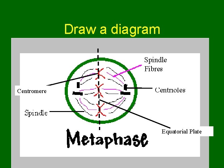 Draw a diagram Be sure to label: 1. Centromere 2. Equatorial plate Centromere 3. Draw a diagram Be sure to label: 1. Centromere 2. Equatorial plate Centromere 3.