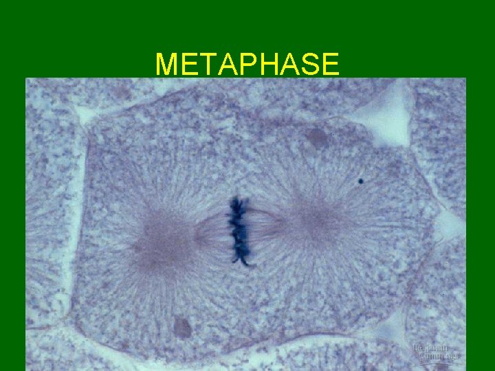 METAPHASE  METAPHASE