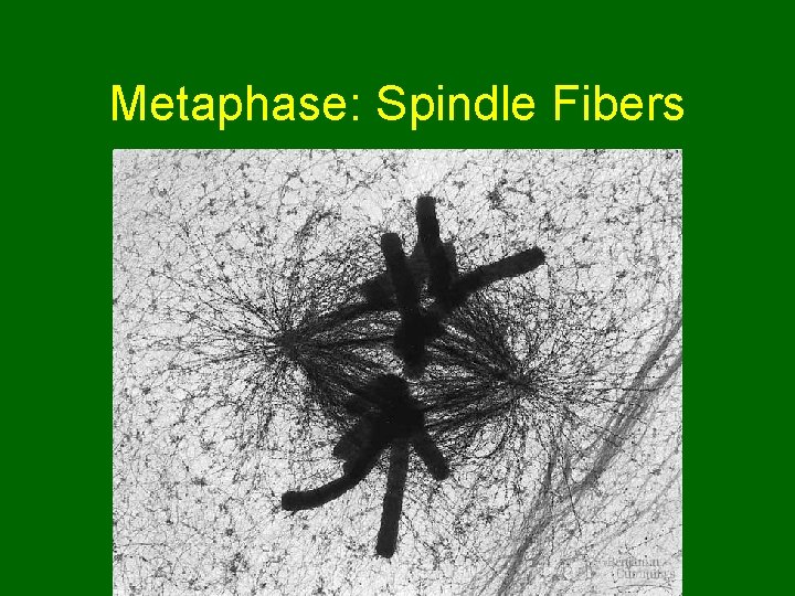 Metaphase: Spindle Fibers  Metaphase: Spindle Fibers