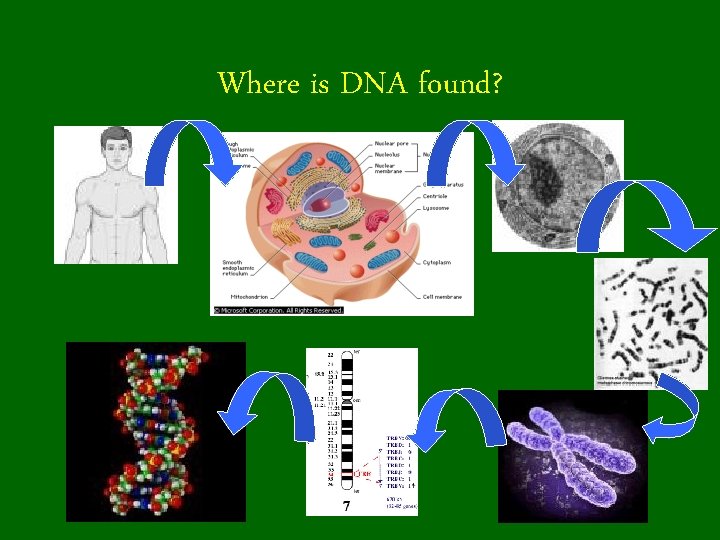 Where is DNA found?  Where is DNA found?