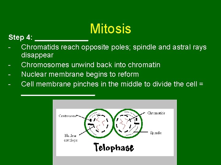Mitosis Step 4: _______ - Chromatids reach opposite poles; spindle and astral rays disappear Mitosis Step 4: _______ - Chromatids reach opposite poles; spindle and astral rays disappear