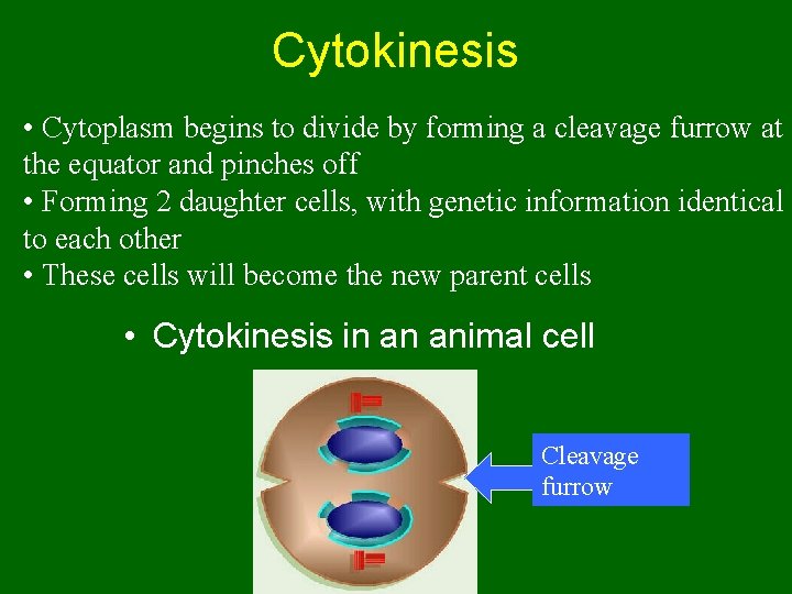 Cytokinesis • Cytoplasm begins to divide by forming a cleavage furrow at the equator