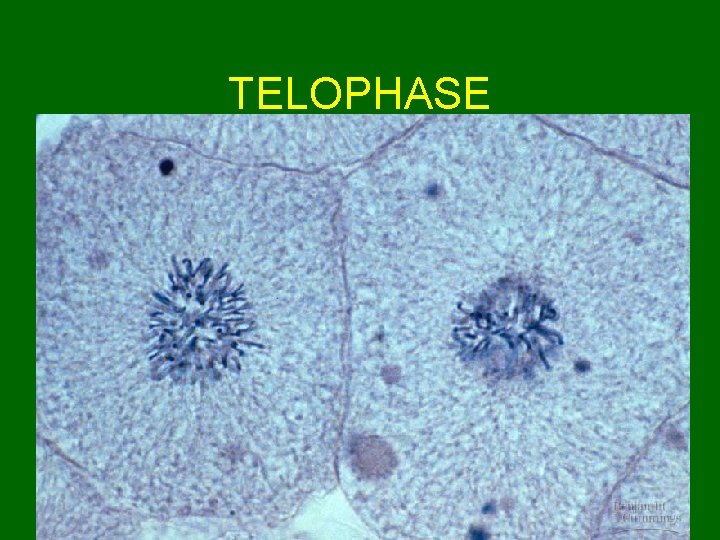 TELOPHASE  TELOPHASE