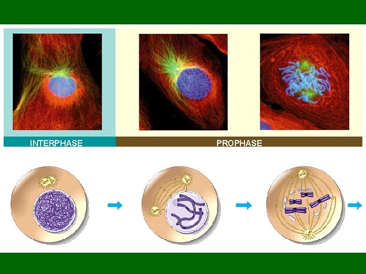 INTERPHASE PROPHASE  INTERPHASE PROPHASE