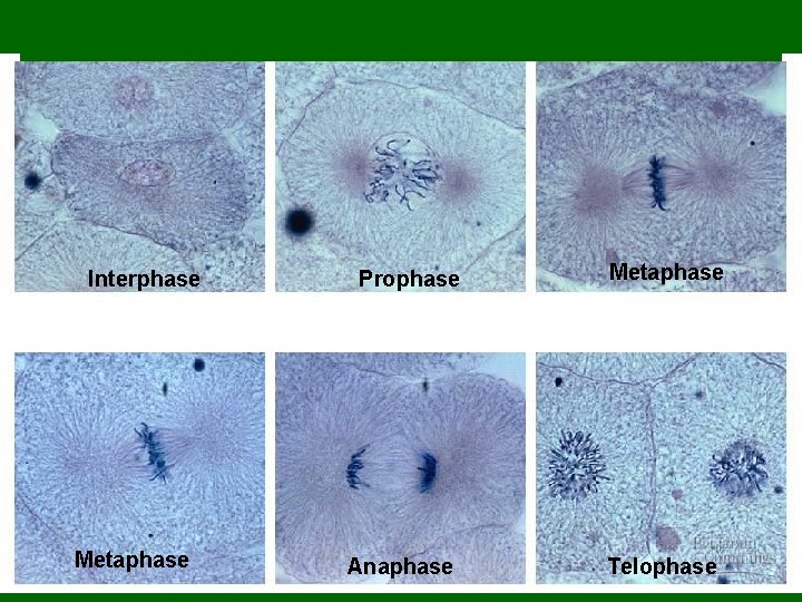 Interphase Metaphase Prophase Anaphase Metaphase Telophase 