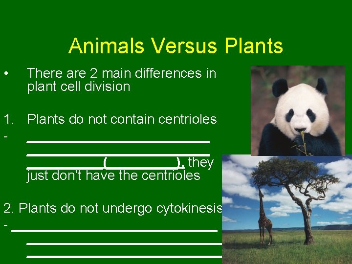 Animals Versus Plants • There are 2 main differences in plant cell division 1.