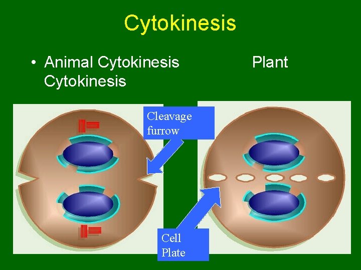 Cytokinesis • Animal Cytokinesis Cleavage furrow Cell Plate Plant 